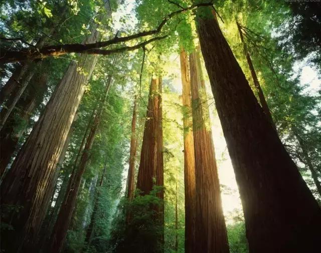 走进树林会感觉空气清新为什么呢,走进红杉林感受不一样