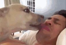 汪星人叫声集锦,汪星人打歌