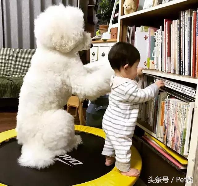 两个月的巨型贵宾犬,七个月大的巨型贵宾犬