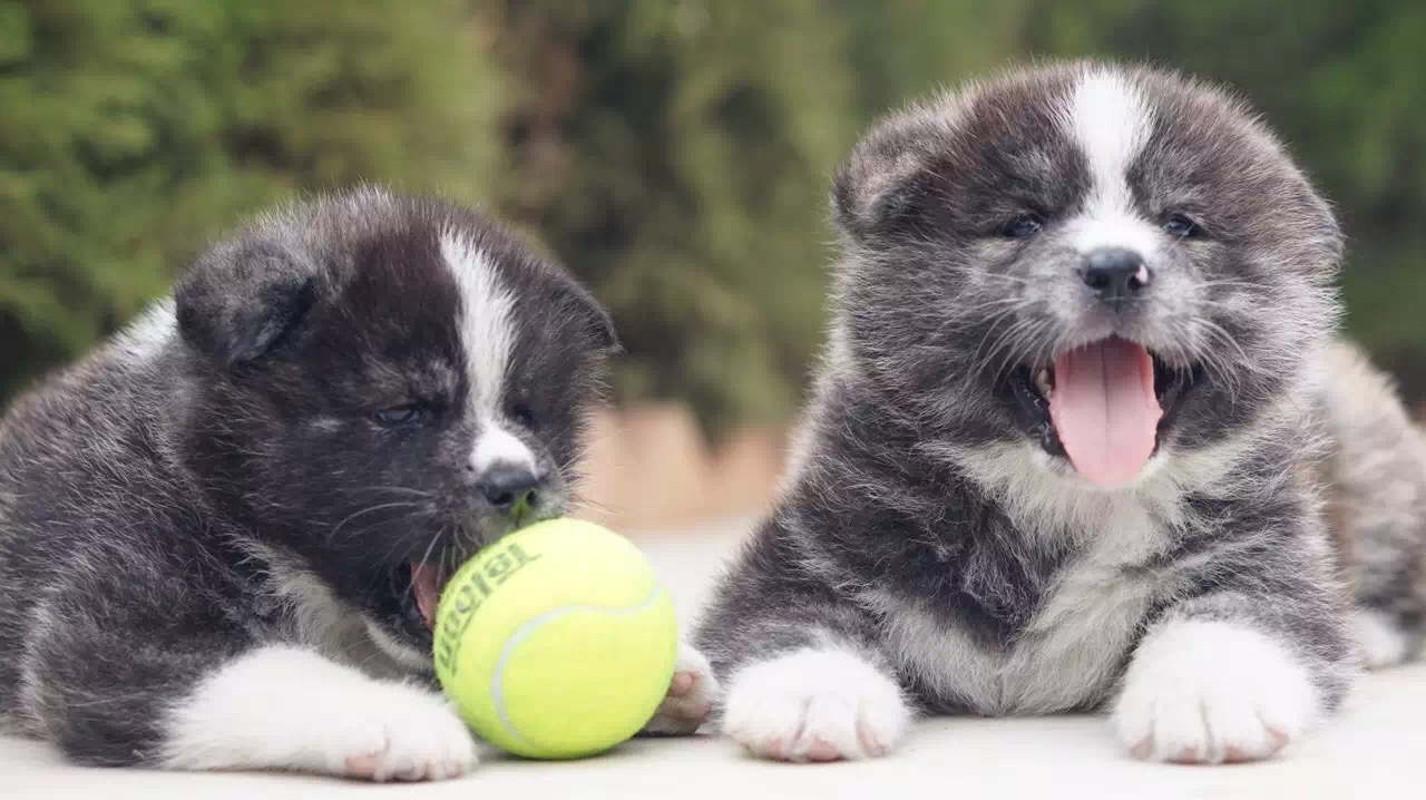 狗狗刚生完小狗注意事项,小狗刚接到家需要注意什么