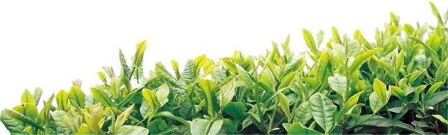 腾冲“茶妈妈”：茶的淡泊，也是人的淡泊