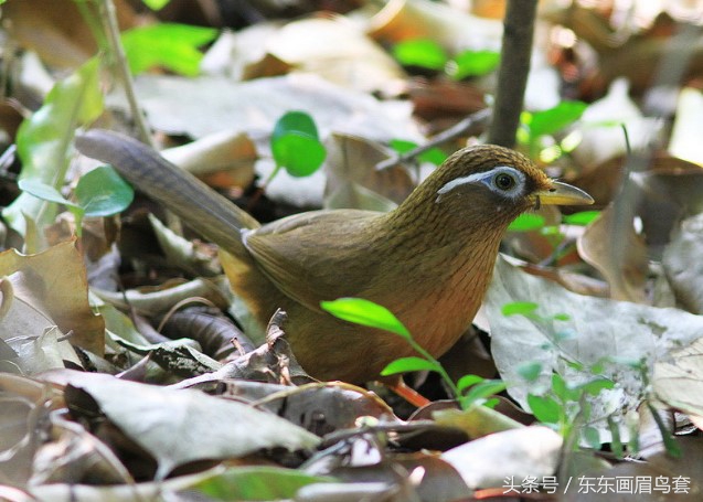 画眉鸟换毛期间可以洗澡吗,画眉鸟换毛期喂什么料最好