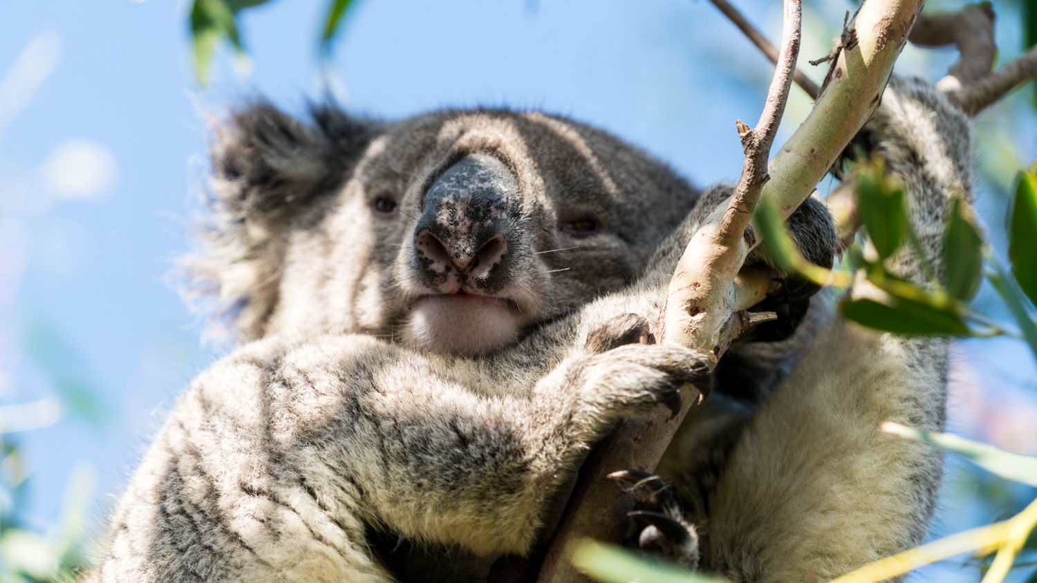 澳洲生蚝哪里最好,全球顶级生蚝多少钱一个