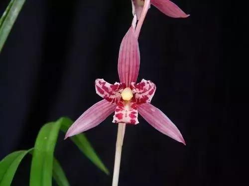 四季兰用什么盆栽最好看,四季兰花期养护