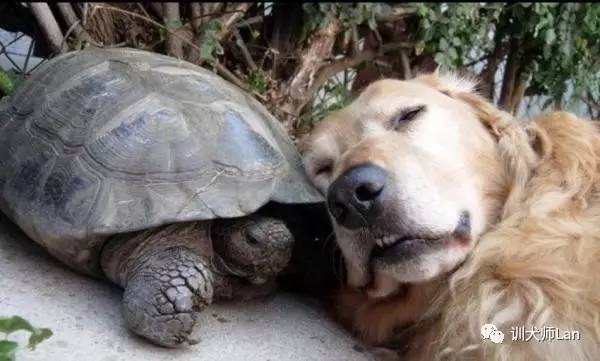 怎么让狗克服恐惧,怎么克服怕狗的恐惧心理