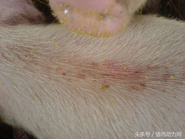 母猪产子反复发烧,母猪产后几天仔猪不明原因死