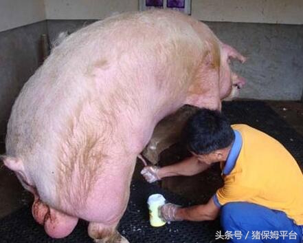 猪输精怎么处理,猪深部输精要注意什么