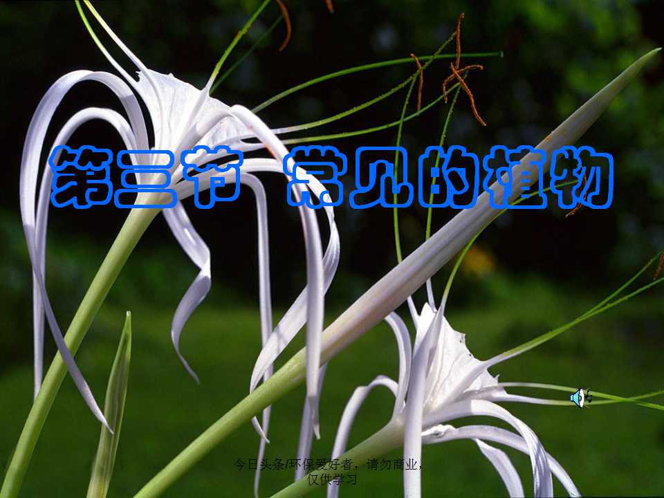 认识植物从身边开始,认识植物的根茎叶各个部分