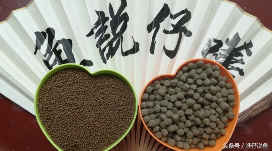 观赏鱼喂什么饲料最好,如何给鱼喂食的正确方法