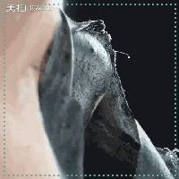 去黑头小妙招你的黑头有救了,别挤了教你去黑头的正确方法