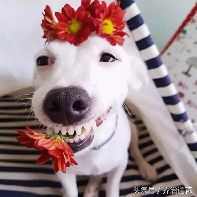 难得一见的好看狗,你见过有如此灵性的狗吗