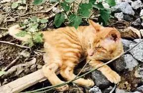 被遗弃的天使,被遗弃的三个天使