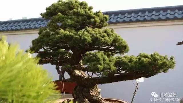 清逸园，一座闹中取静的“文人园林”