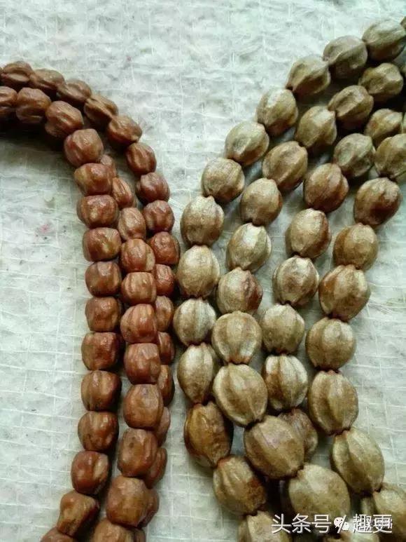 百香籽没黑点是假的吗,百香籽5厘米的是假货吗