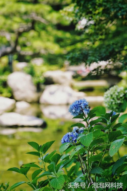 索尼最新微单a7r3与a9对比,索尼a9和a7r4拍视频比较