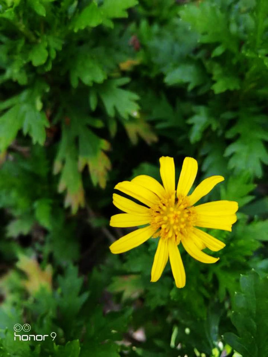 被低估的旗舰荣耀9深度体验,荣耀9系列手机发展史