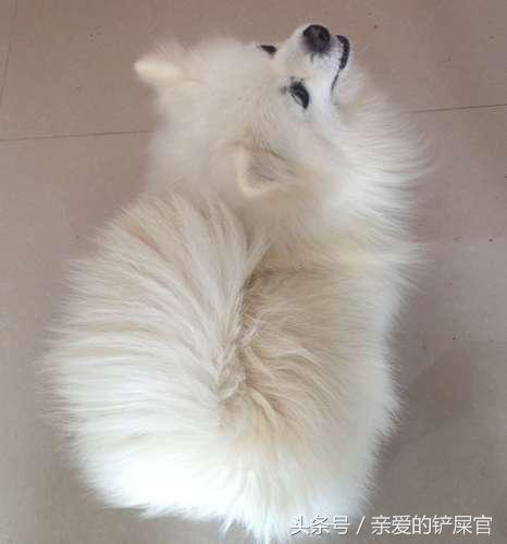 主人怀孕后狗狗的反应,怀孕了狗狗有什么表现