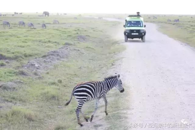 风动？树动？心动！致你，Kenya