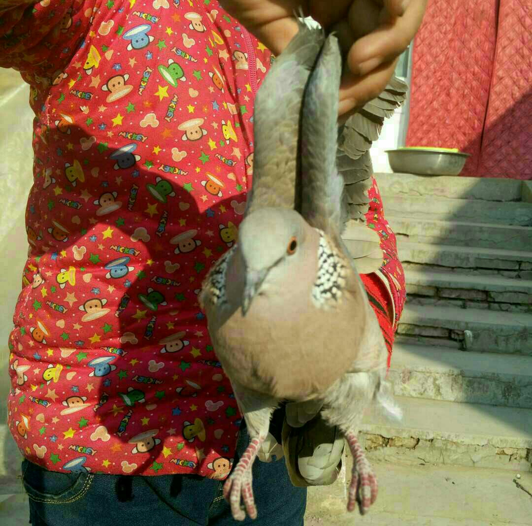 对燕子的观察和感悟,斑鸠的叫声与特点