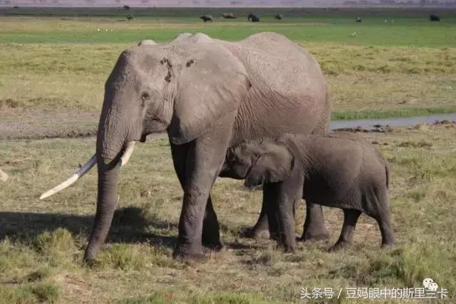 风动？树动？心动！致你，Kenya