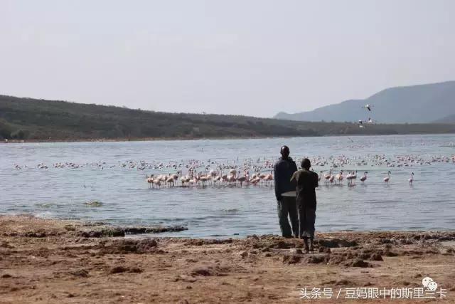 风动？树动？心动！致你，Kenya