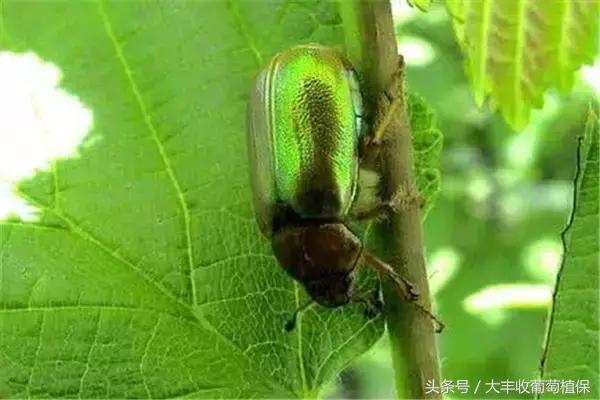 葡萄园挖土时，发现这种白色肉虫，一定要重视