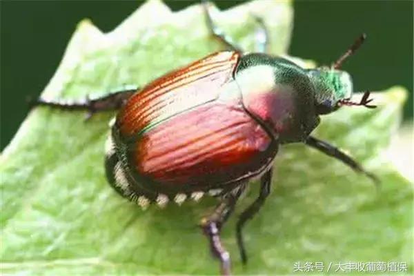 葡萄园挖土时，发现这种白色肉虫，一定要重视