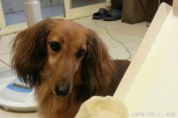 女子养了只贪吃腊肠有吃的都分给它，不听建议她在医院里后悔不迭
