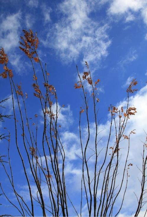 穆罕默德墓在哪,穆罕默德的陵墓在哪