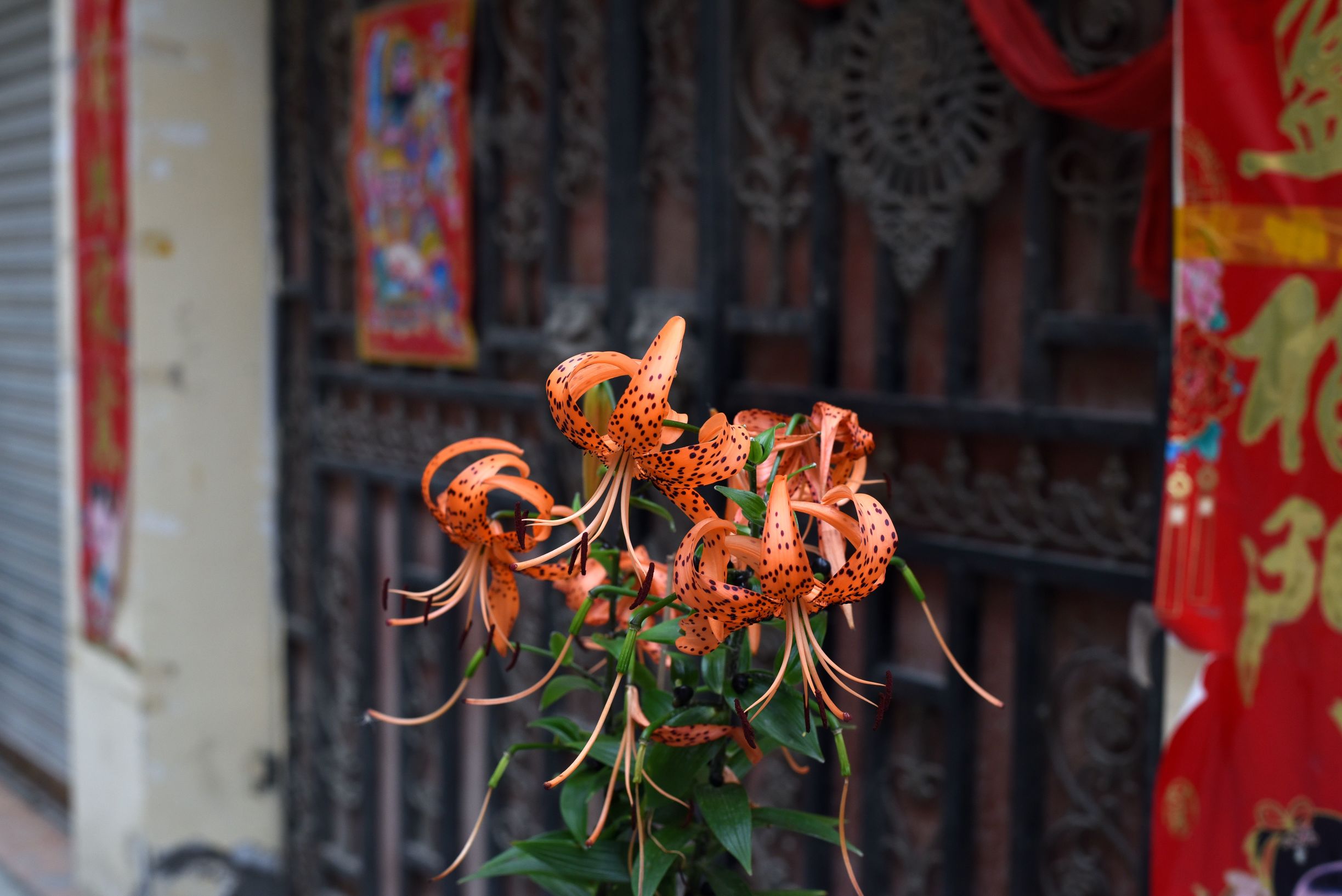 四川阿坝茂县美景,四川茂县简介