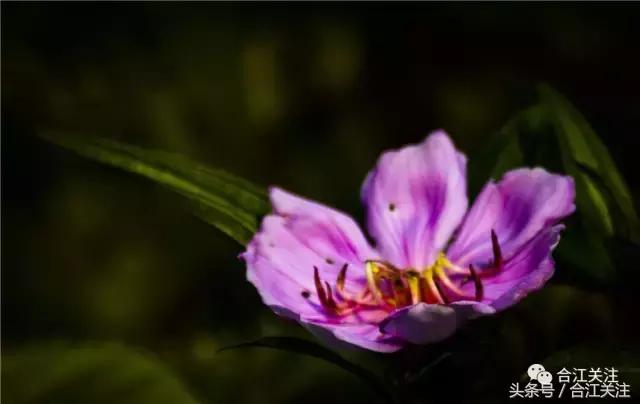 暴牙郎的药用,暴牙郎的神奇功效