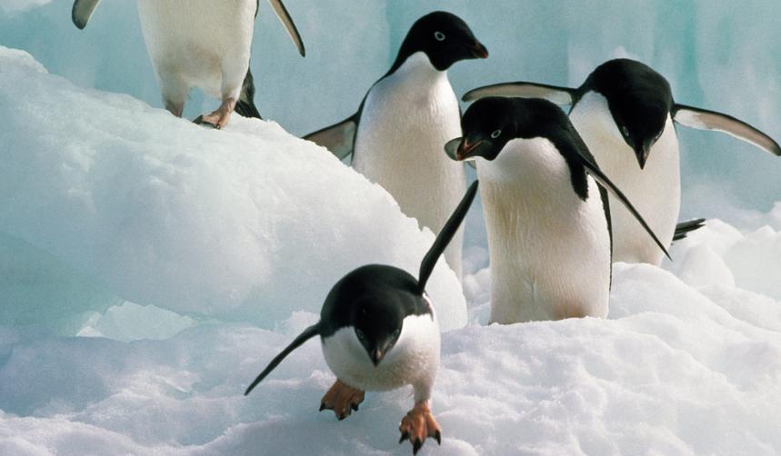 企鹅号新手期如何开通原创,企鹅号如何开通各个平台权益