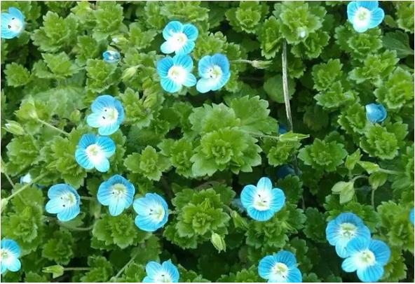 常见中草药图片及讲解,身边常见的中草药功效大全