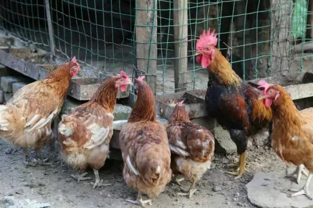 山西历山舜王坪大草原攻略,看云海高山草甸的地方