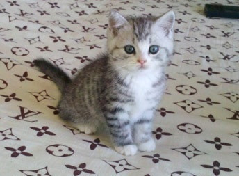 怎么防止猫跳上空调,怎样可以防止夏天猫咪吹空调