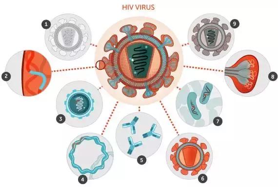 hiv疫苗临床试验成功了吗,hiv疫苗最近研究