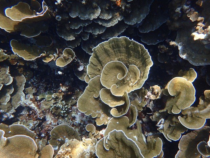 一起去帕劳旅游,去帕劳旅游自由行攻略