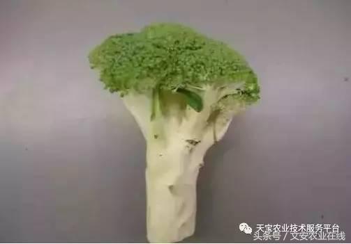 西兰花黑心是什么原因引起的,西兰花黑心病用什么药