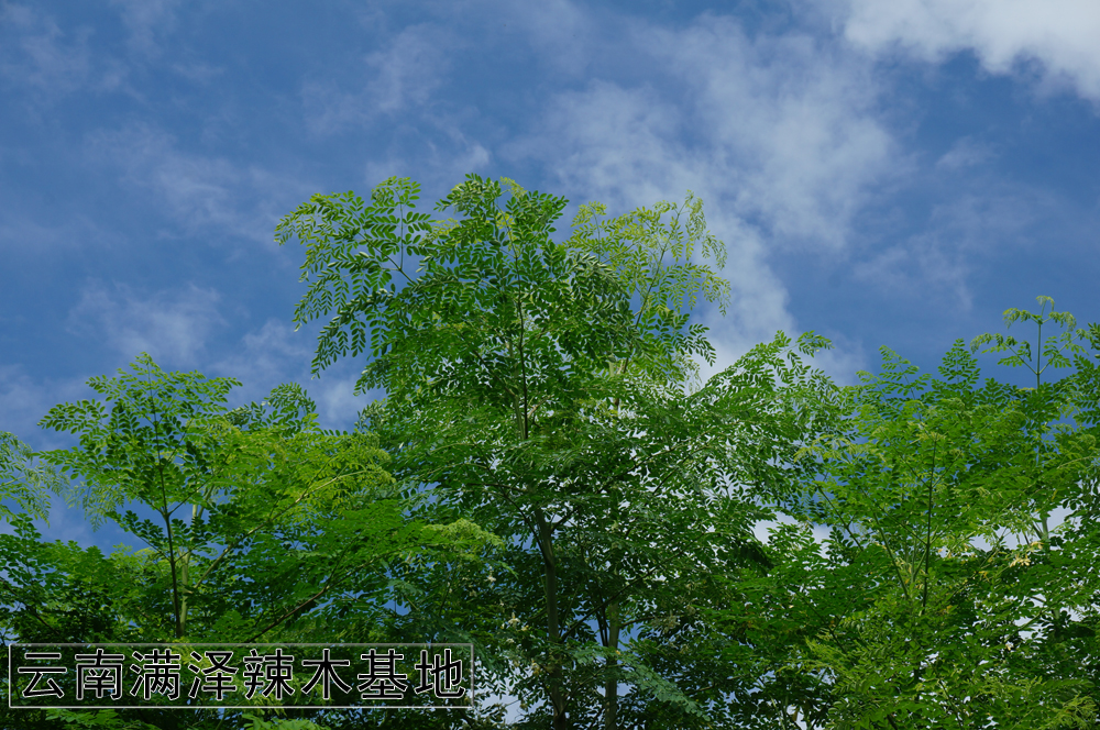 辣木籽和辣木茶的功效,云南辣木籽与印度的功效一样吗