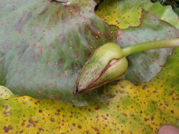 鱼缸养睡莲的养殖方法视频,家庭养睡莲用多大的缸合适