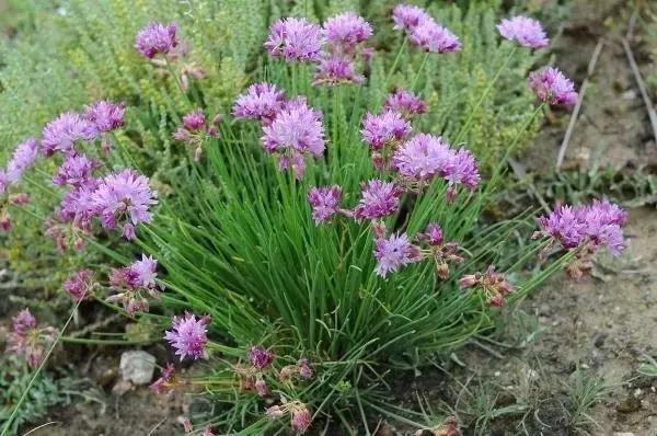 “麻麻,那是什么花?”“麻麻花呀!”