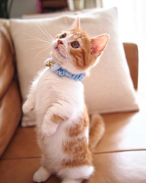 不要说我孤独,我还有猫