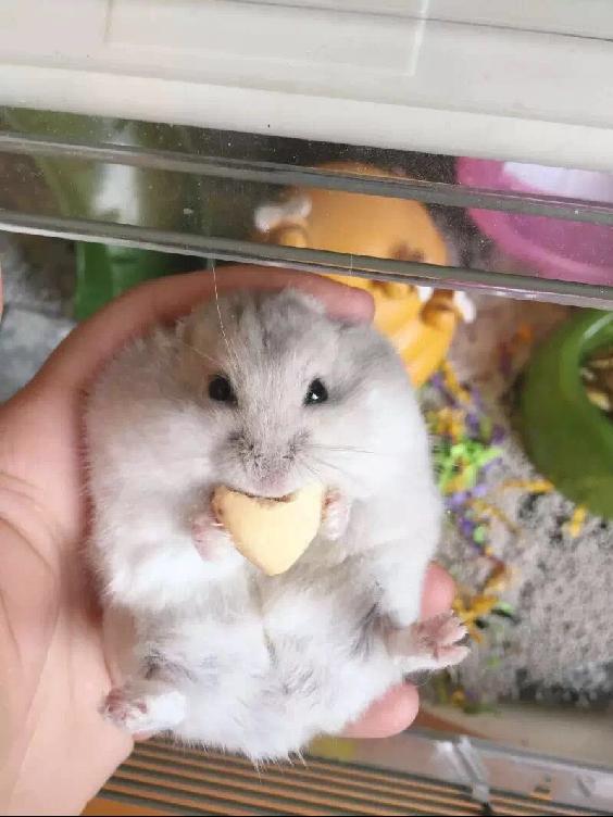 宠物仓鼠视频集,仓鼠宠物的视频