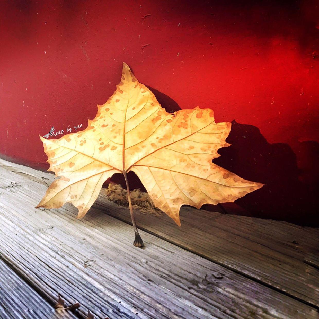 在照片上制作印章水印,照片怎么加像印章的文字