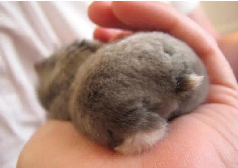 宠物仓鼠视频集,仓鼠宠物的视频