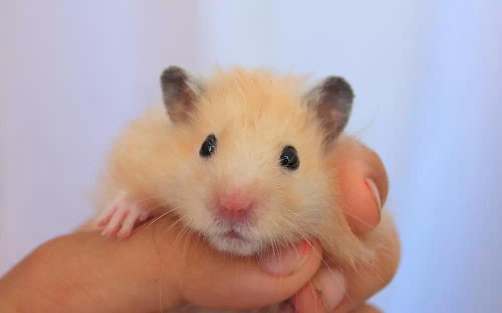 宠物仓鼠视频集,仓鼠宠物的视频