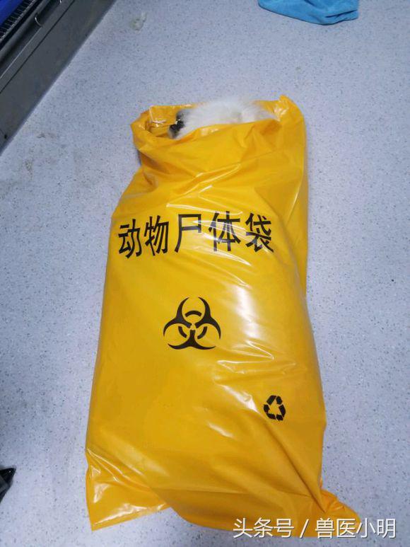 萨摩耶中暑几率大吗,萨摩耶中暑死亡