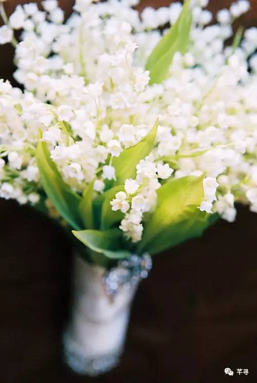 复古捧花品种,常见捧花品种