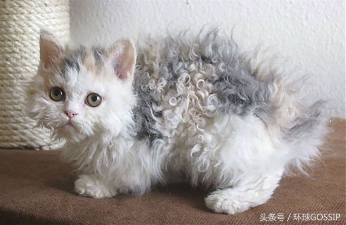 粘人又傲娇的猫品种,短毛猫可爱的品种