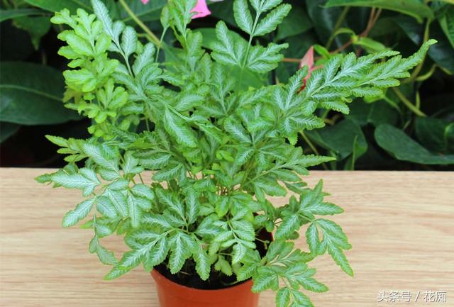 蕨类花卉怎么养,不会养花就养盆吊兰